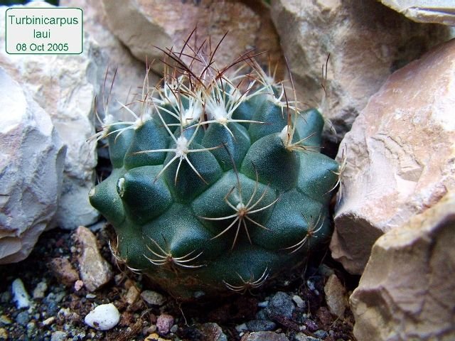 Turbinicarpus_ laui _01